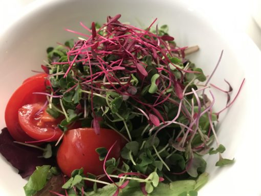 Amaranth | Vitality Farms | Lakeland, Fl | Microgreens