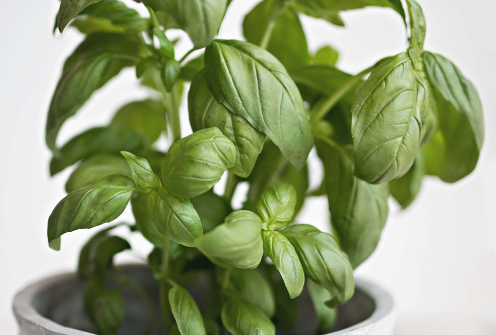 Microbasil