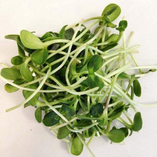 Sunflower Micro Greens • Vitality Farms • Lakeland, FL • Vegetable Confetti • Micro Greens