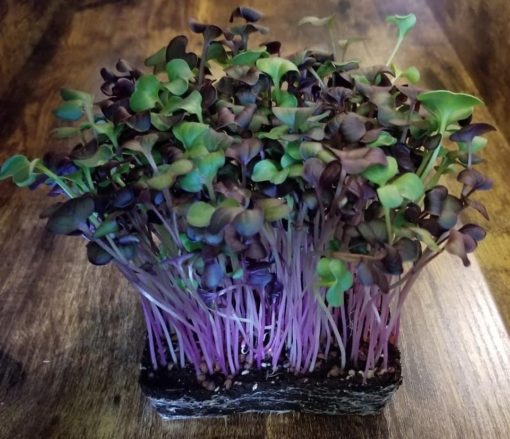 Radish microgreens