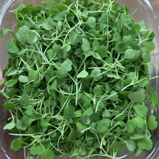 Arugula | Vitality Farms | Lakeland, FL | microgreens