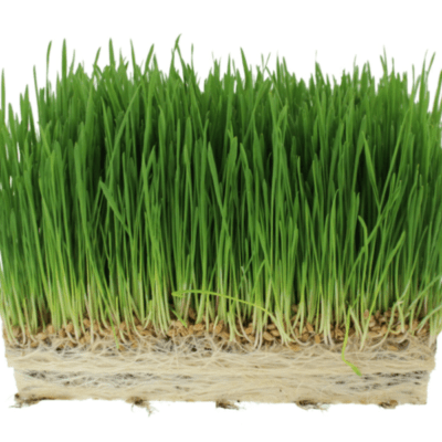 GIY: wheatgrass