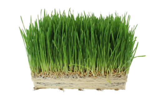 GIY: wheatgrass