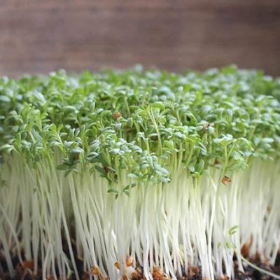 Cress | Vitality Farms | Lakeland, FL | microgreens