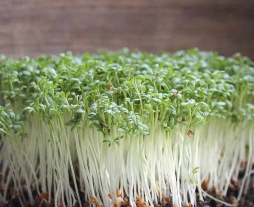 Cress | Vitality Farms | Lakeland, FL | microgreens