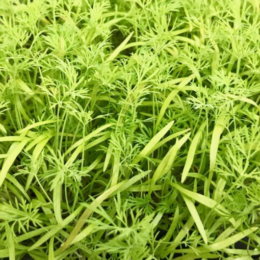 Dill | Vitality Farms | Lakeland, FL | microgreens