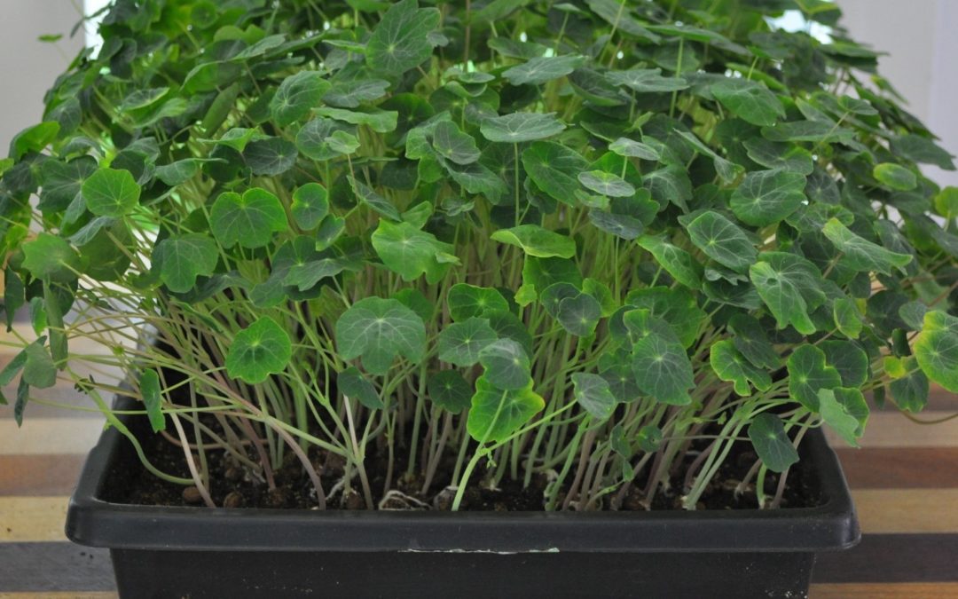 Nasturtium Pesto