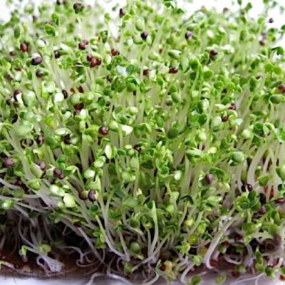 Turnip | Microgreens | Lakeland, FL