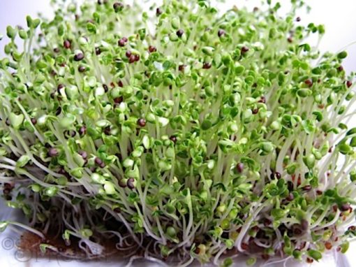 Turnip | Microgreens | Lakeland, FL