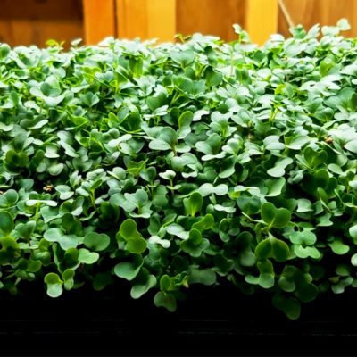 Lettuce | Vitality Farms | Lakeland, FL | Microgreens