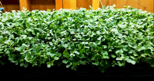 Lettuce | Vitality Farms | Lakeland, FL | Microgreens