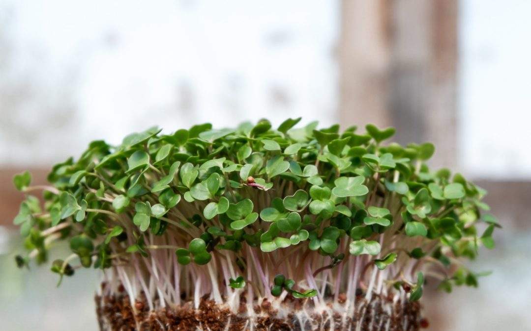 Microgreen Studies