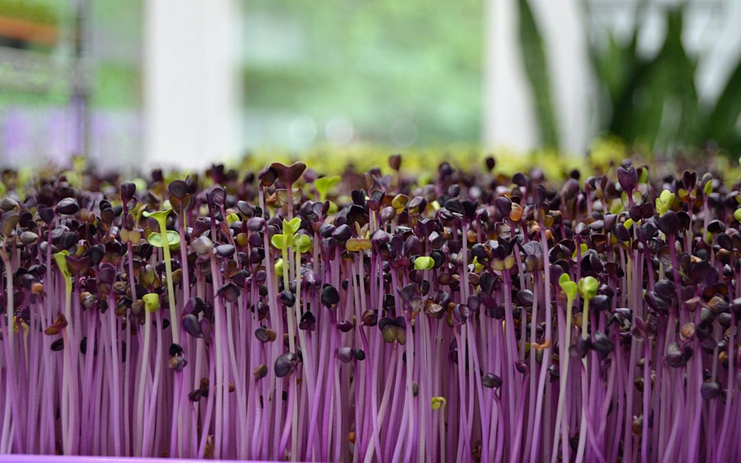 How to Dehydrate Microgreens