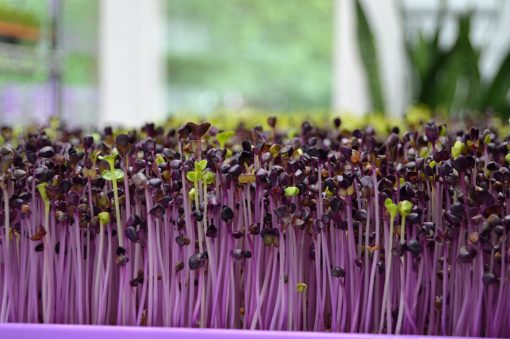 How to Dehydrate Microgreens | Vitality Farms | Lakeland, FL