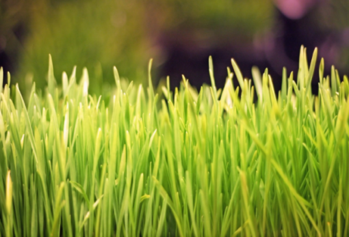 Wheatgrass full of antioxidants