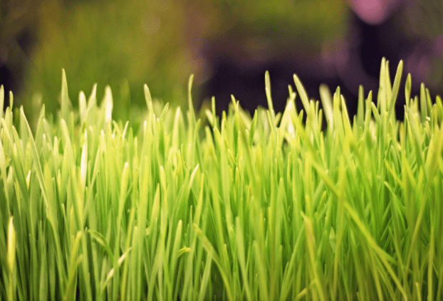 Be Your Own Wheatgrass Farmer