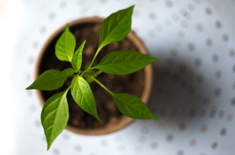 Immunity Boosting Microgreens | Vitality Farms | Lakeland, FL