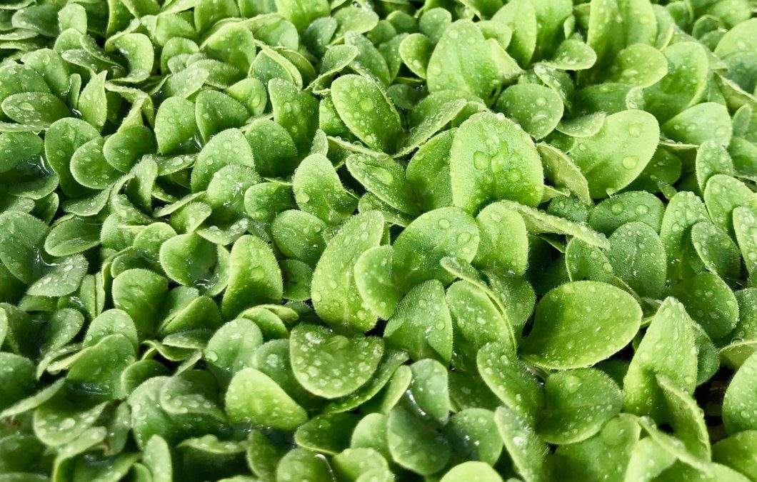 Stress-Reducing Diet with Microgreens