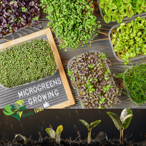 Why you should grow microgreens at home?