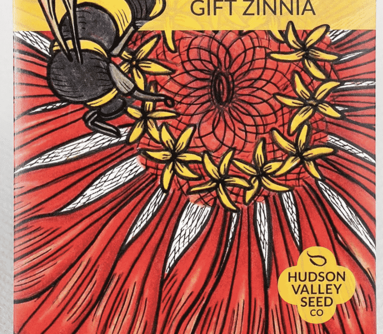 Gift Zinnia: The Perfect Present with a Rich History