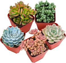 Succulents mix