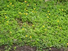 Trachelospermum asiaticum Minima Jasmine "Green" Groundcover