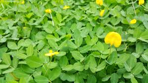 Ornamental Perennial Peanut in bloom