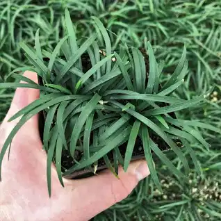 Dwarf Mondo Grass