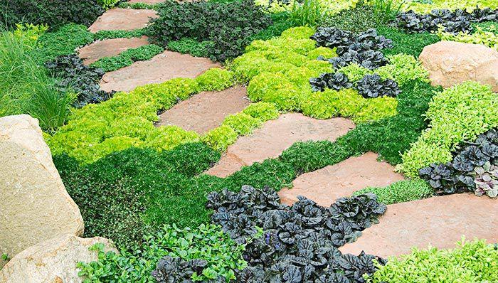 Unleash the Power of Ground Covers