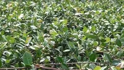 Trachelospermum asiaticum Minima Jasmine "Green" Groundcover