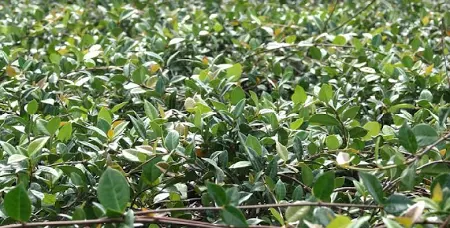 Trachelospermum asiaticum Minima Jasmine "Green" Groundcover