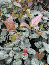 TRACHELOSPERMUM ASIATICUM MINIMA JASMINE "BRONZE BEAUTY" GROUNDCOVER