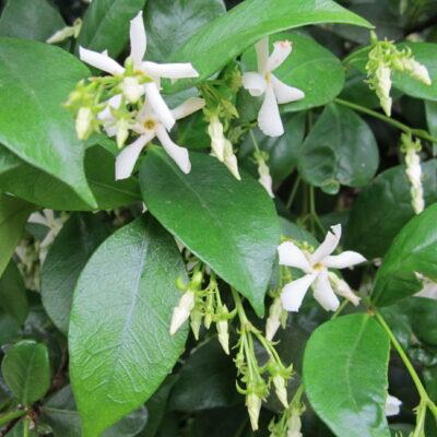 Trachelospermum jasminoides Confederate Jasmine "Green" Ground