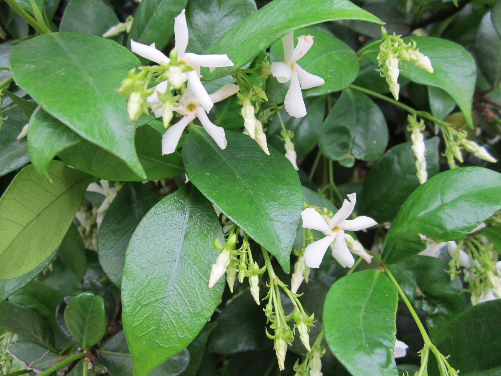 Trachelospermum jasminoides Confederate Jasmine "Green" Ground